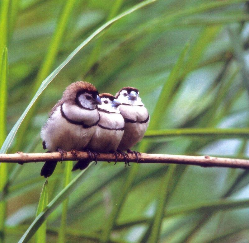 Double-barred Finch (Taeniopygia bichenovii) {!--올빼미금화조(---錦花鳥)-->; DISPLAY FULL IMAGE.