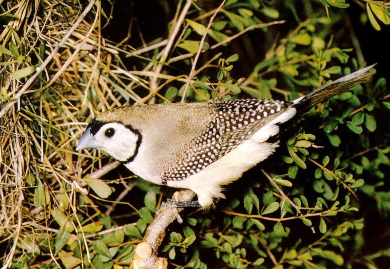 Double-barred Finch (Taeniopygia bichenovii) {!--올빼미금화조(---錦花鳥)-->; DISPLAY FULL IMAGE.