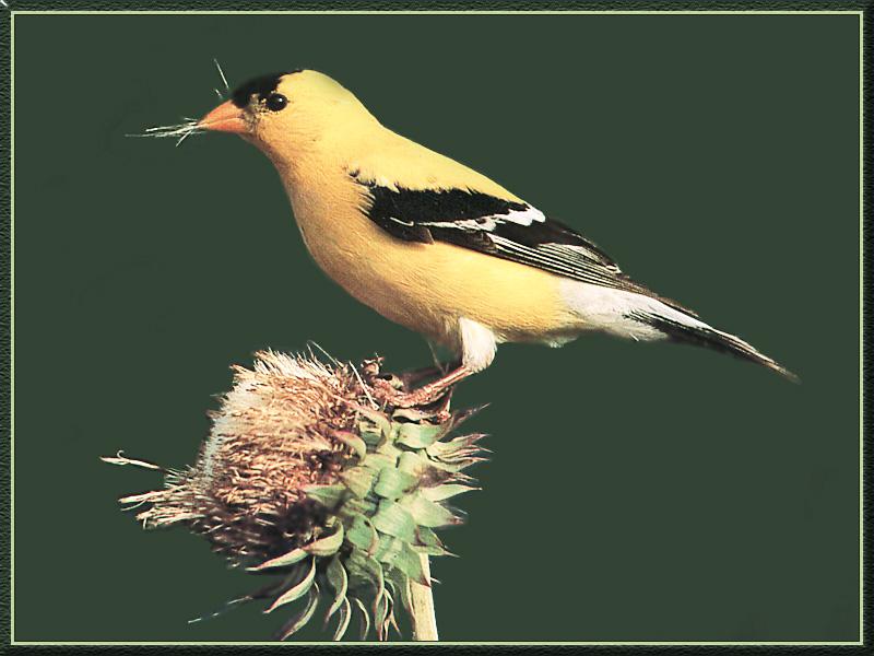 American Goldfinch (Carduelis tristis) {!--금방울새-->; DISPLAY FULL IMAGE.