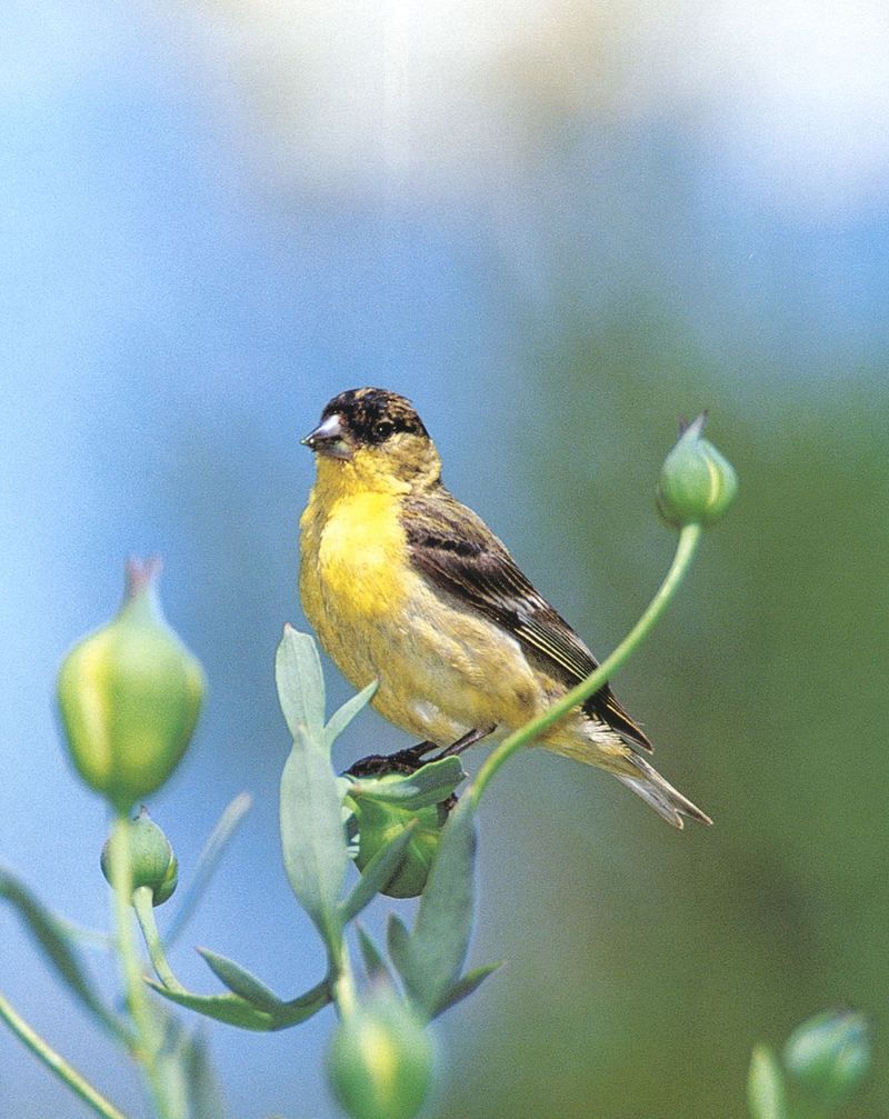 American Goldfinch (Carduelis tristis) {!--금방울새-->; DISPLAY FULL IMAGE.