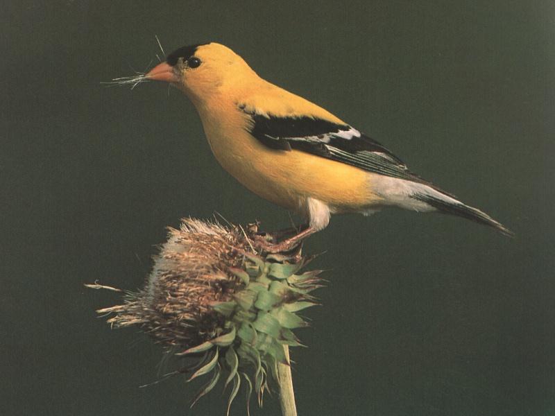 American Goldfinch (Carduelis tristis) {!--금방울새-->; DISPLAY FULL IMAGE.