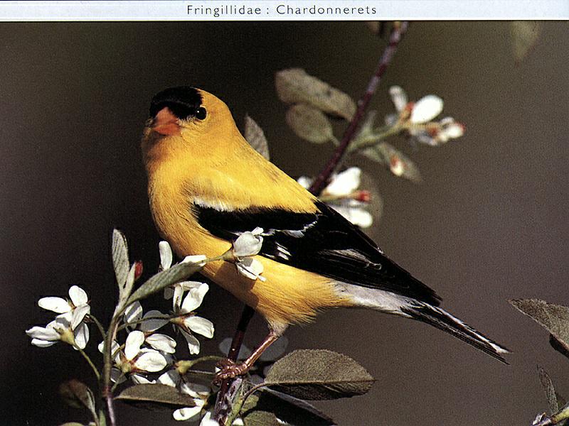 American Goldfinch (Carduelis tristis) {!--금방울새-->; DISPLAY FULL IMAGE.