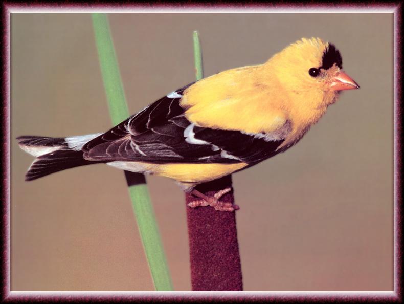 American Goldfinch (Carduelis tristis) {!--금방울새-->; DISPLAY FULL IMAGE.