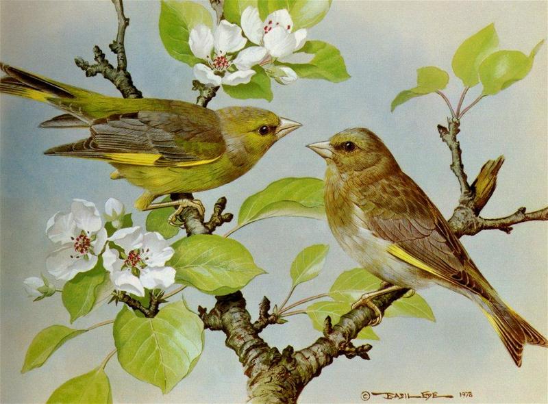 [Animal Art - Basil Ede] European Greenfinch (Carduelis chloris) {!--유럽방울새-->; DISPLAY FULL IMAGE.