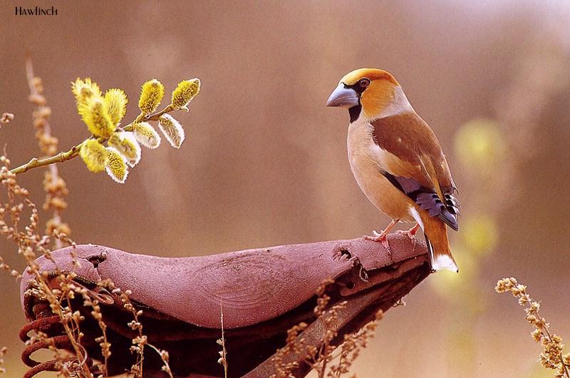 Hawfinch (Coccothraustes coccothraustes) {!--콩새-->; DISPLAY FULL IMAGE.