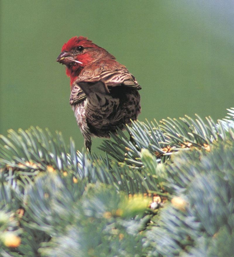 House Finch (Carpodacus mexicanus) {!--멕시코양진이-->; DISPLAY FULL IMAGE.