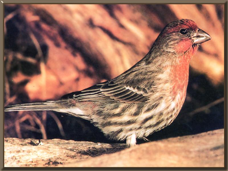 House Finch (Carpodacus mexicanus) {!--멕시코양진이-->; DISPLAY FULL IMAGE.