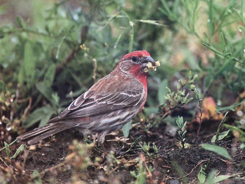 House Finch (Carpodacus mexicanus) {!--멕시코양진이-->; DISPLAY FULL IMAGE.