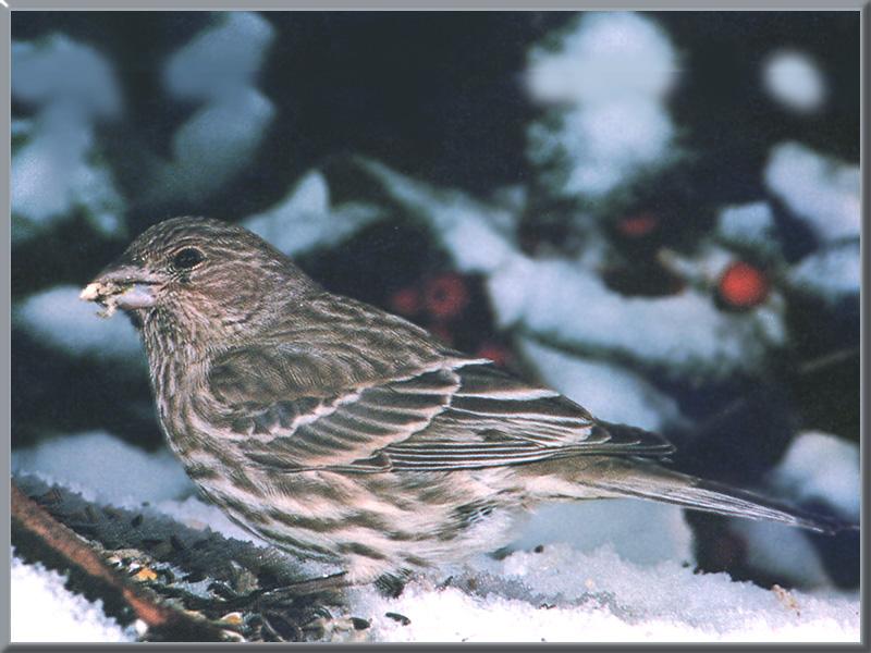 House Finch (Carpodacus mexicanus) {!--멕시코양진이-->; DISPLAY FULL IMAGE.