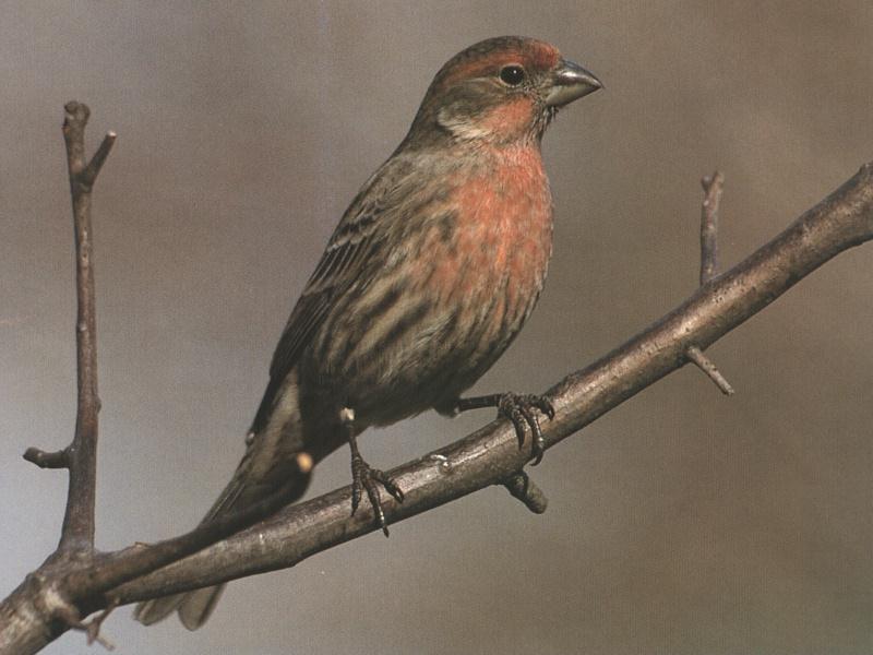 House Finch (Carpodacus mexicanus) {!--멕시코양진이-->; DISPLAY FULL IMAGE.