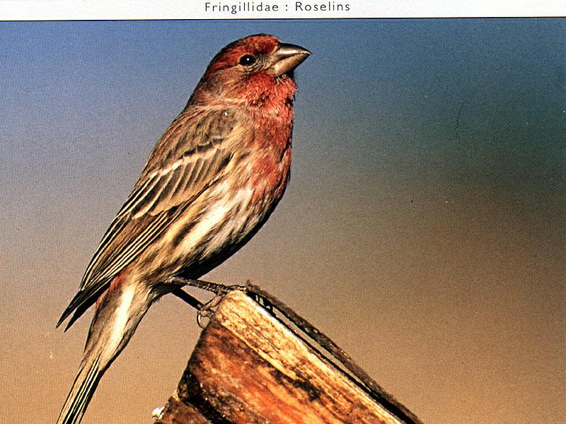 Purple Finch (Carpodacus purpureus) {!--붉은양진이-->; DISPLAY FULL IMAGE.