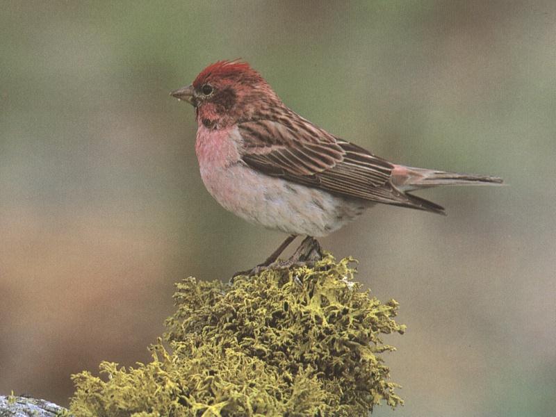 Purple Finch (Carpodacus purpureus) {!--붉은양진이-->; DISPLAY FULL IMAGE.