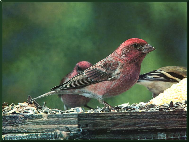 Purple Finch (Carpodacus purpureus) {!--붉은양진이-->; DISPLAY FULL IMAGE.