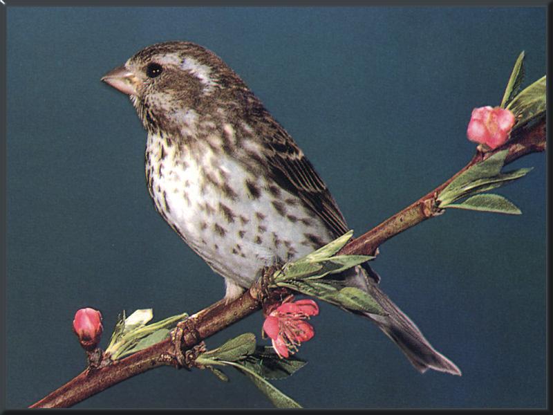 Purple Finch (Carpodacus purpureus) {!--붉은양진이-->; DISPLAY FULL IMAGE.