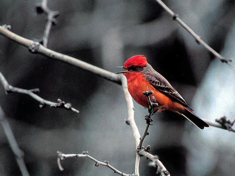 Can anyone id what kind of this reddish flycather like bird is?; DISPLAY FULL IMAGE.