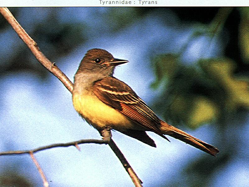 Great Crested Flycatcher (Myiarchus crinitus) {!--뿔딱새-->; DISPLAY FULL IMAGE.