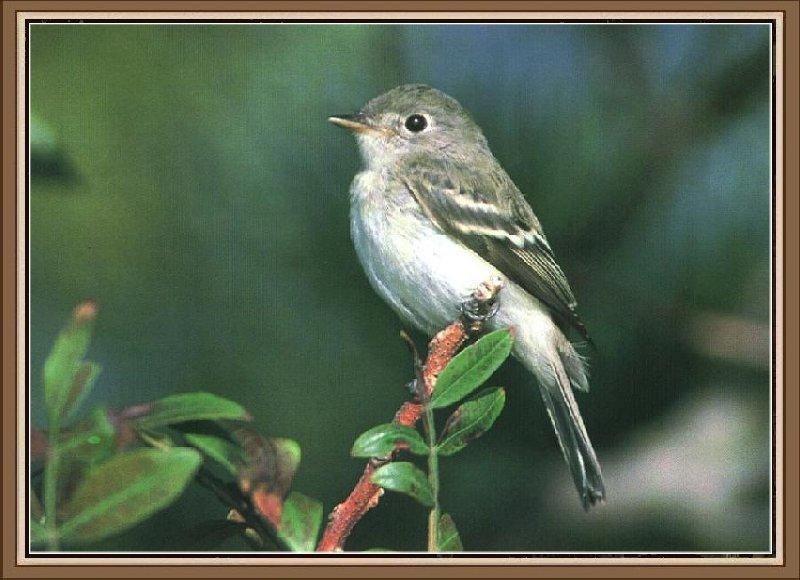 Least Flycatcher (Empidonax minimus) {!--아메리카쇠딱새-->; DISPLAY FULL IMAGE.