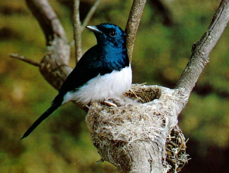 Satin Flycatcher (Myiagra cyanoleuca) {!--호주청동머리딱새-->; DISPLAY FULL IMAGE.