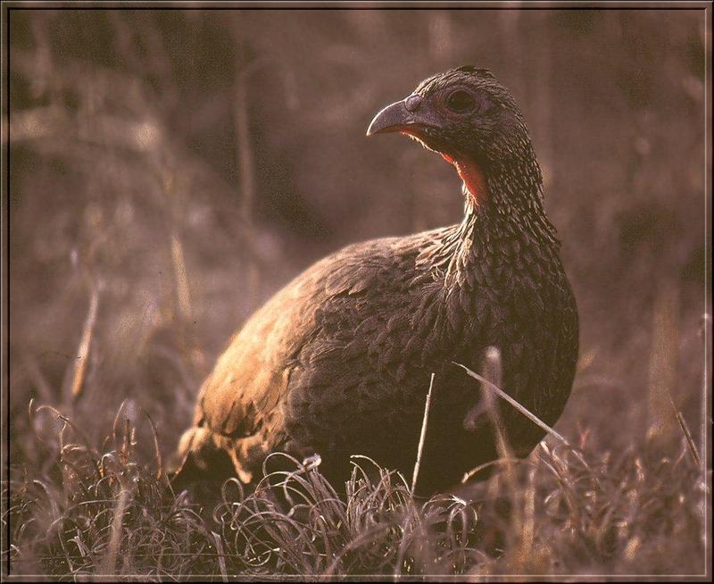 Francolin (Francolinus sp.) {!--자고새(남아프리카)-->; DISPLAY FULL IMAGE.