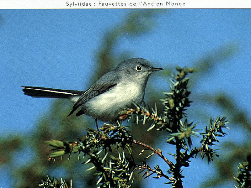 Blue-grey Gnatcatcher male (Polioptila caerulea) {!--푸른흉내내기새-->; DISPLAY FULL IMAGE.