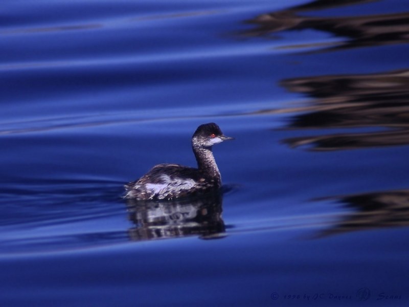Grebe (Podicipedidae) {!--논병아리과-->; DISPLAY FULL IMAGE.