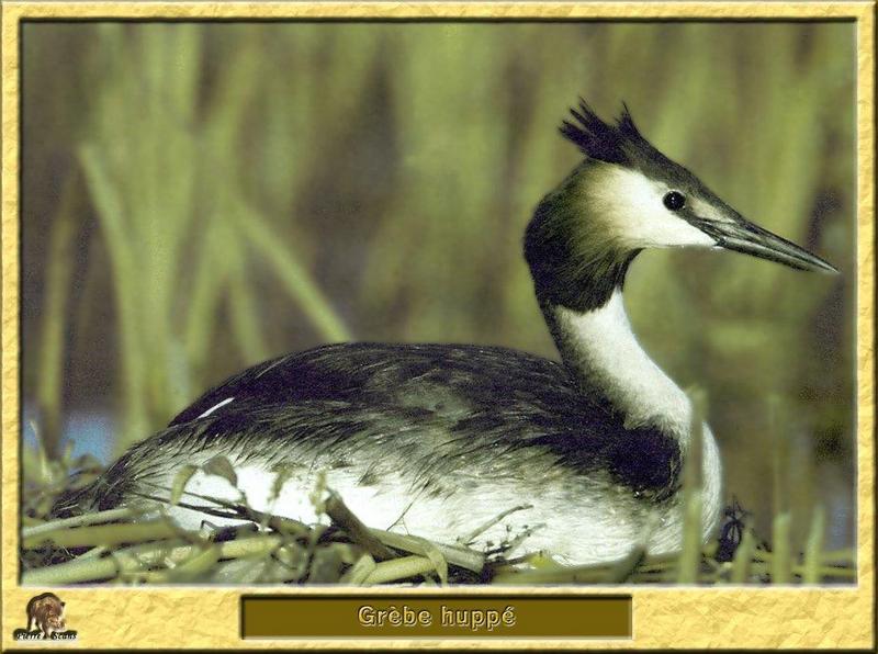 Great Crested Grebe (Podiceps cristaus) {!--뿔논병아리-->; DISPLAY FULL IMAGE.