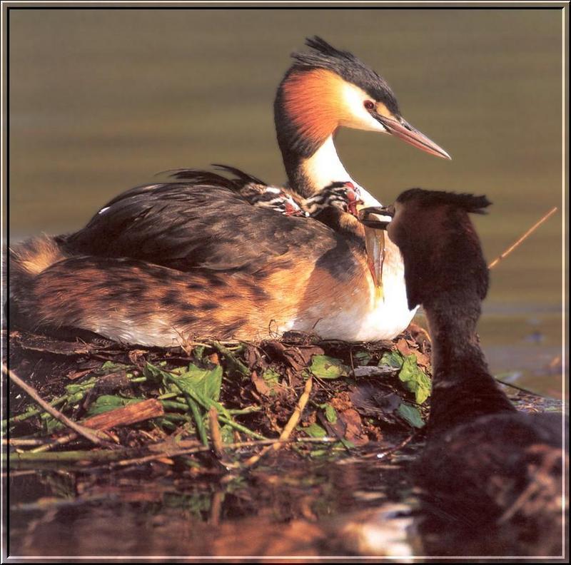 Great Crested Grebe (Podiceps cristaus) {!--뿔논병아리-->; DISPLAY FULL IMAGE.