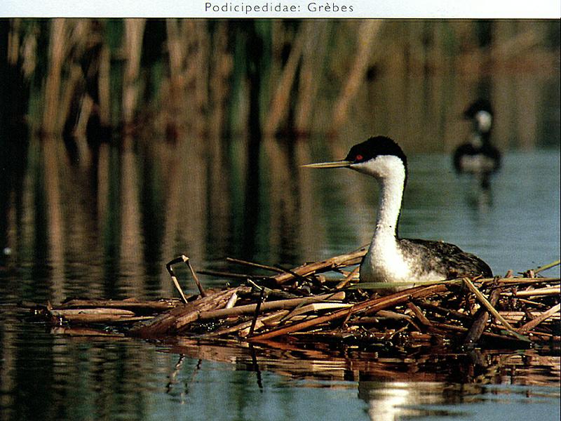 Western Grebe (Aechmophorus occidentalis) {!--윗부리논병아리-->; DISPLAY FULL IMAGE.