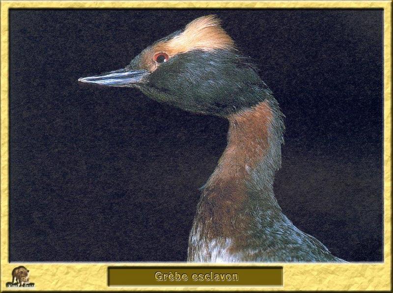 Horned Grebe (Podiceps auritus) {!--귀뿔논병아리-->; DISPLAY FULL IMAGE.