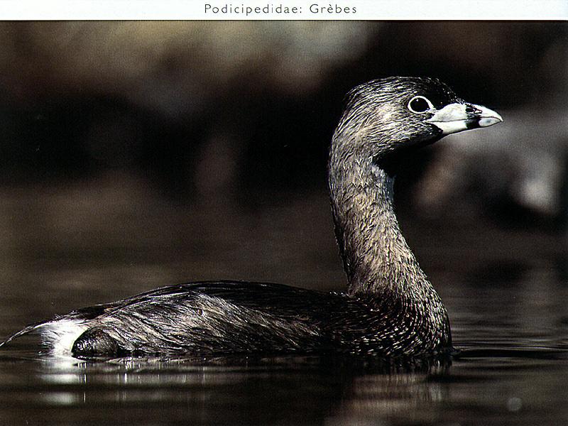 Pied-billed Grebe (Podilymbus podiceps) {!--얼룩부리논병아리-->; DISPLAY FULL IMAGE.