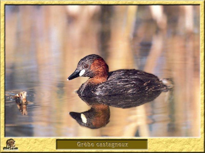 Little Grebe (Tachybaptus ruficollis) {!--논병아리-->; DISPLAY FULL IMAGE.