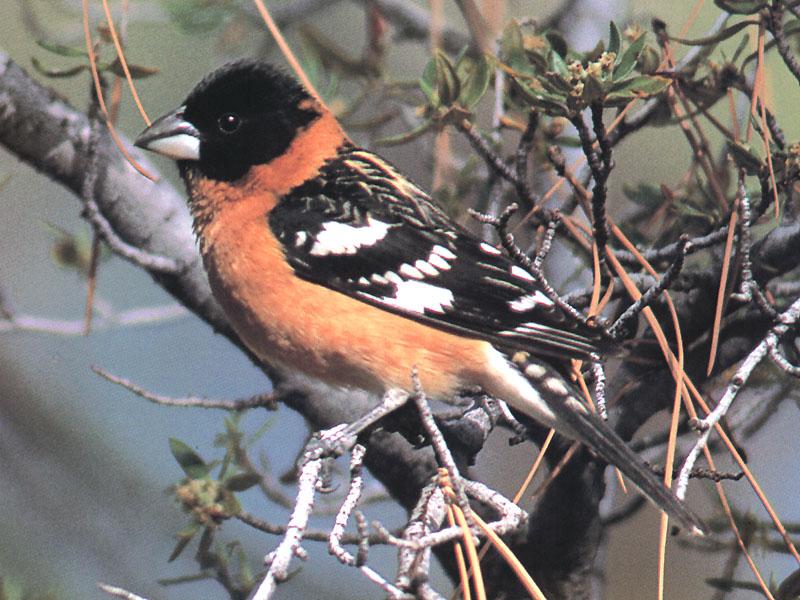 Black-headed Grosbeak (Pheucticus melanocephalus) {!--검은머리밀화부리-->; DISPLAY FULL IMAGE.