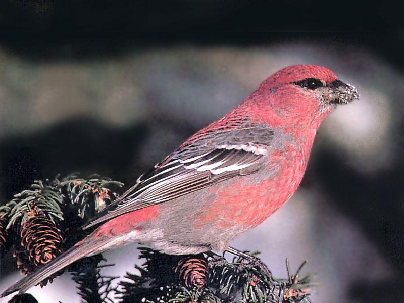 Pine Grosbeak (Pinicola enucleator) {!--솔양진이-->; DISPLAY FULL IMAGE.