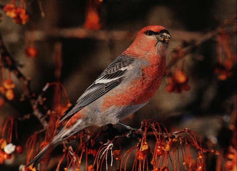 Pine Grosbeak (Pinicola enucleator) {!--솔양진이-->; DISPLAY FULL IMAGE.