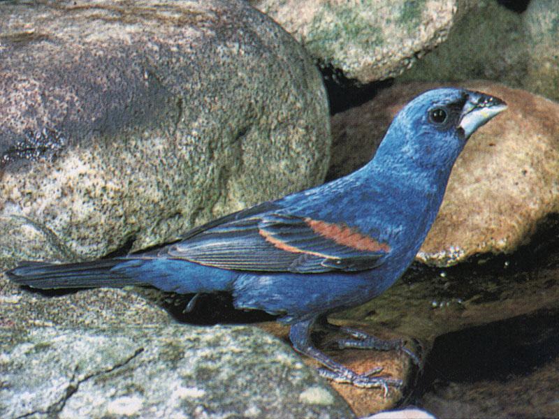 Blue Grosbeak (Guiraca caerulea) {!--청밀화부리-->; DISPLAY FULL IMAGE.