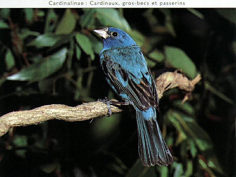 Blue Grosbeak (Guiraca caerulea) {!--청밀화부리-->; DISPLAY FULL IMAGE.