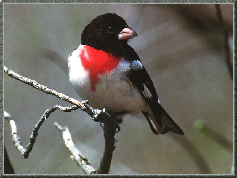 Rose-breasted Grosbeak (Pheucticus ludovicianus) {!--붉은가슴밀화부리-->; DISPLAY FULL IMAGE.