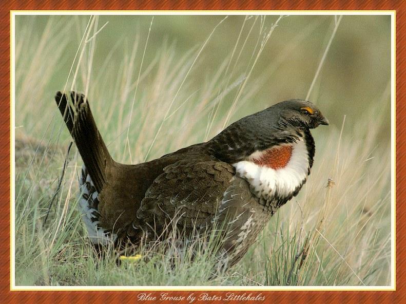 Blue Grouse (Dendragapus obscurus) {!--청뇌조(靑雷鳥)-->; DISPLAY FULL IMAGE.