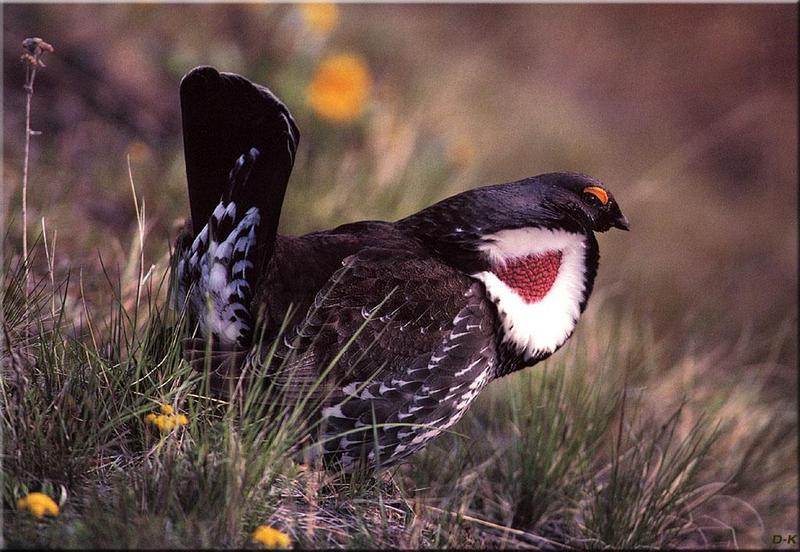 Blue Grouse (Dendragapus obscurus) {!--청뇌조(靑雷鳥)-->; DISPLAY FULL IMAGE.