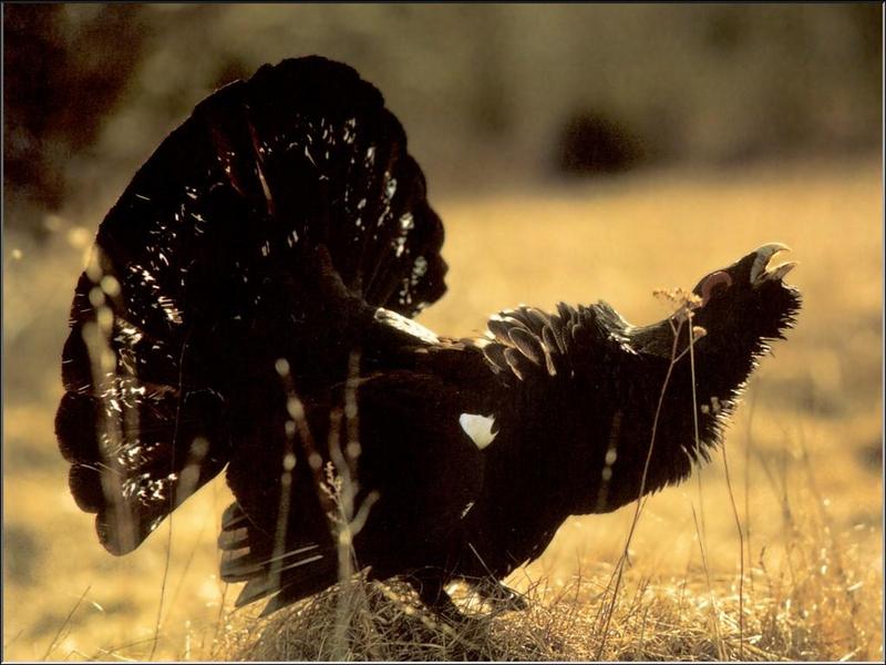 Western Capercaillie (Tetrao urogallus) {!--큰뇌조(雷鳥)-->; DISPLAY FULL IMAGE.