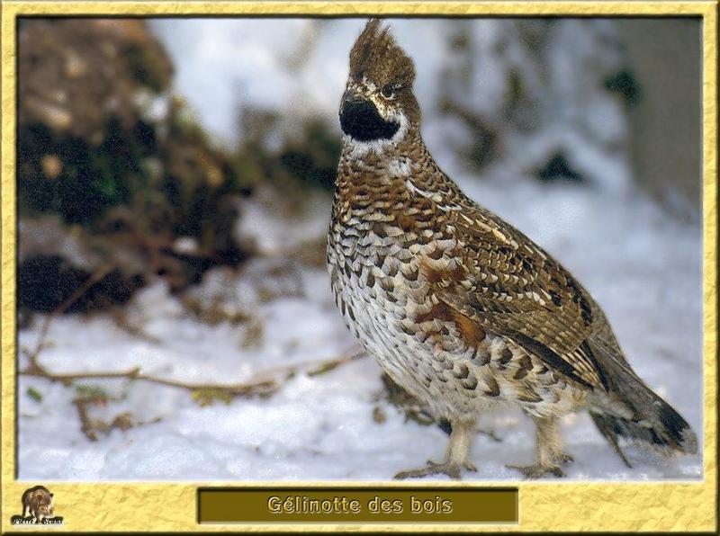 Hazel Grouse (Bonasa bonasia) {!--들꿩-->; DISPLAY FULL IMAGE.