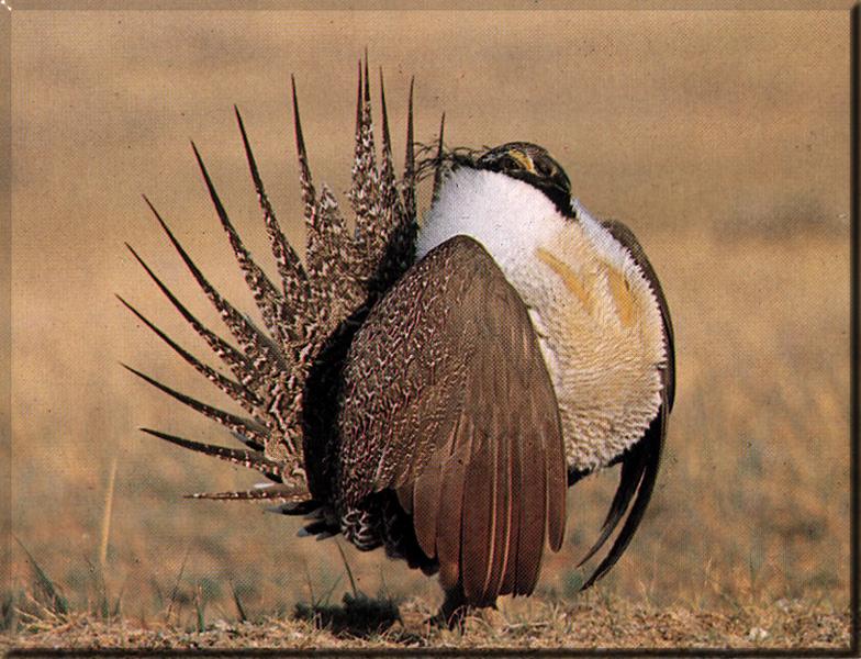 Sage Grouse (Centrocercus urophasianus) {!--흰목도리뇌조(----雷鳥)-->; DISPLAY FULL IMAGE.