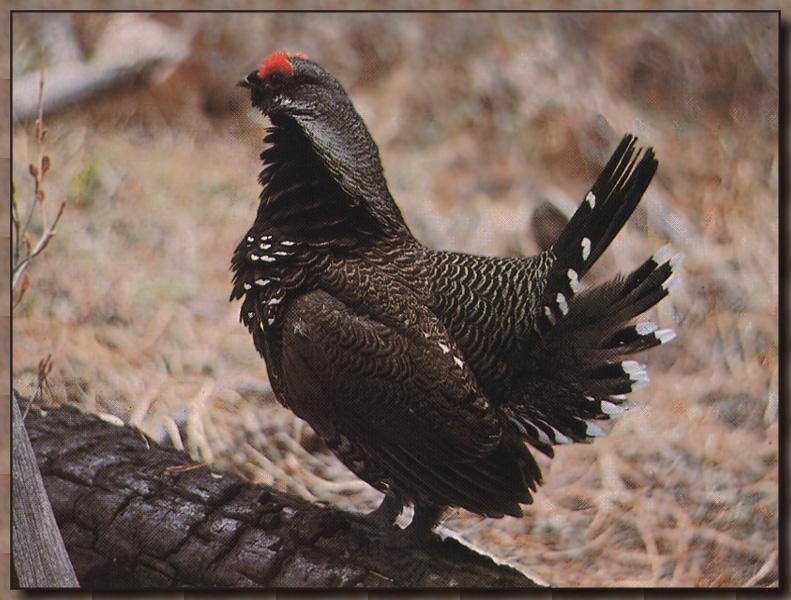 Spruce Grouse (Dendragapus canadensis) {!--가문비뇌조(---雷鳥)/캐나다-->; DISPLAY FULL IMAGE.