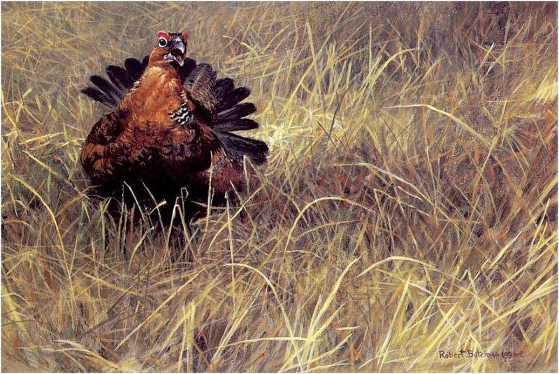 [Animal Art - Robert Bateman] Red Grouse (Lagopus lagopus scoticus) {!--붉은멧닭-->; DISPLAY FULL IMAGE.