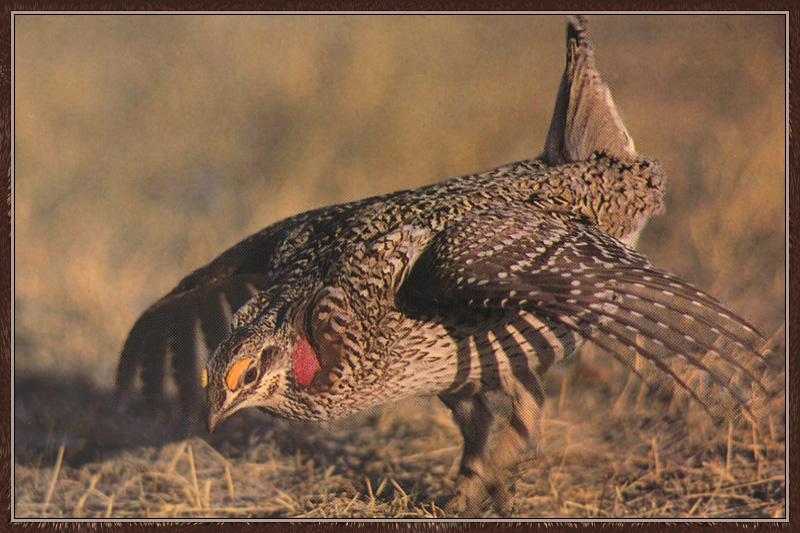 Sharp-tailed Grouse (Tympanuchus phasianellus) {!--가는꼬리뇌조(----雷鳥)-->; DISPLAY FULL IMAGE.