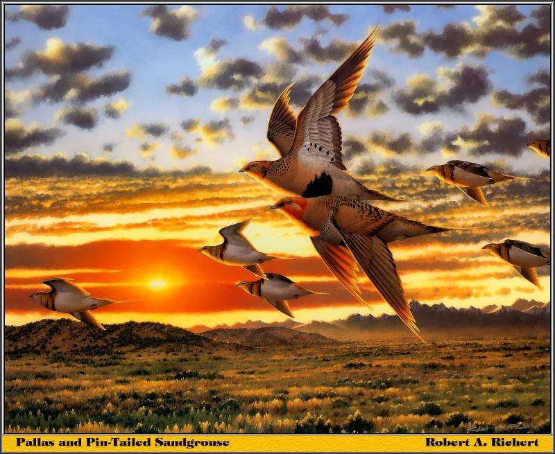 [Animal Art - Robert A. Richert] Sandgrouse (Pteroclididae) {!--사막꿩류-->; DISPLAY FULL IMAGE.