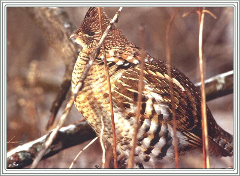 Ruffed Grouse (Bonasa umbellus) {!--도롱이들꿩-->; DISPLAY FULL IMAGE.