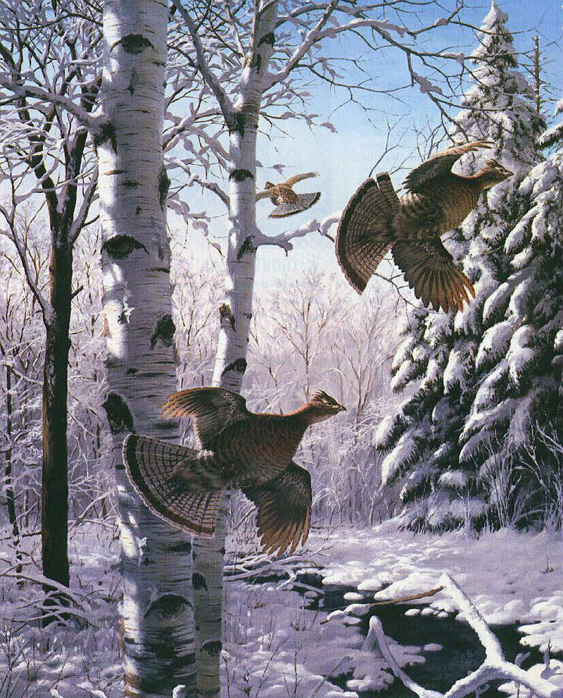 Ruffed Grouse (Bonasa umbellus) {!--도롱이들꿩-->; DISPLAY FULL IMAGE.
