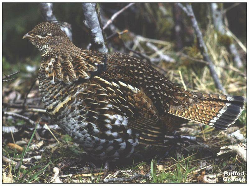 Ruffed Grouse (Bonasa umbellus) {!--도롱이들꿩-->; DISPLAY FULL IMAGE.