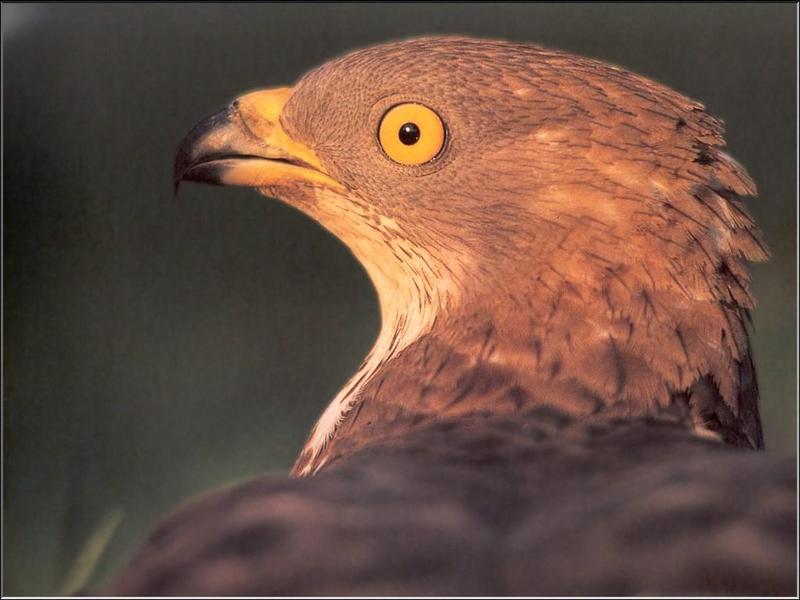 Buzzard (Buteo sp.) {!--말똥가리류-->; DISPLAY FULL IMAGE.